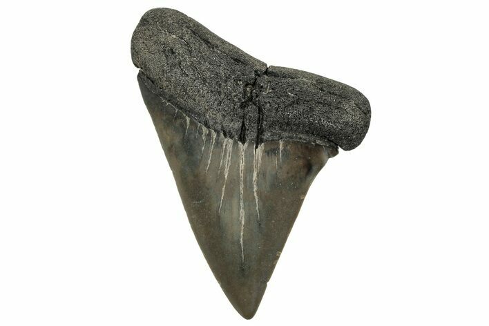 Fossil Broad-Toothed Mako Tooth - South Carolina #329098